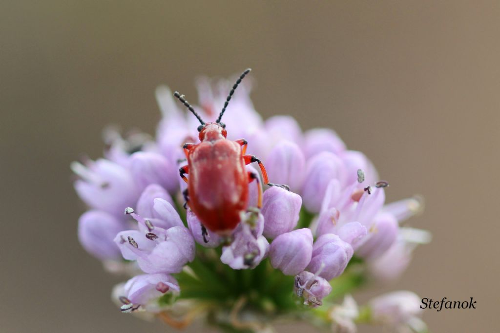 Id Insetto - Lilioceris merdigera (Chrysomelidae)